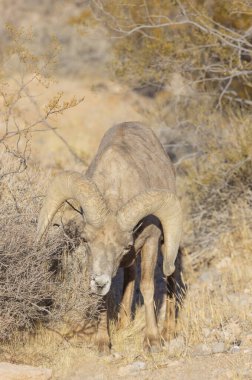 İtfaiye Vadisi 'nde kışın Nevada' da bir çöl koyunu.