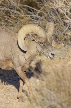 İtfaiye Vadisi 'nde kışın Nevada' da bir çöl koyunu.