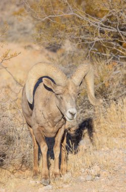 İtfaiye Vadisi 'nde kışın Nevada' da bir çöl koyunu.