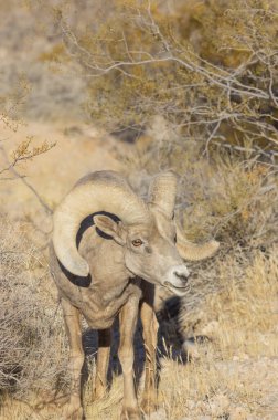 İtfaiye Vadisi 'nde kışın Nevada' da bir çöl koyunu.