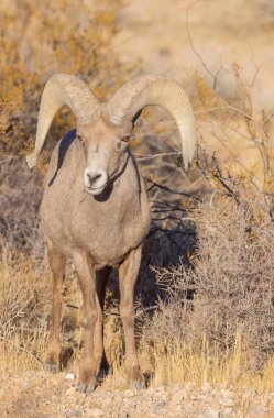 İtfaiye Vadisi 'nde kışın Nevada' da bir çöl koyunu.