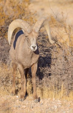 İtfaiye Vadisi 'nde kışın Nevada' da bir çöl koyunu.