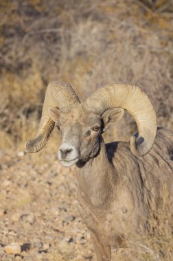 İtfaiye Vadisi 'nde kışın Nevada' da bir çöl koyunu.