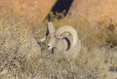İtfaiye Vadisi 'nde kışın Nevada' da bir çöl koyunu.