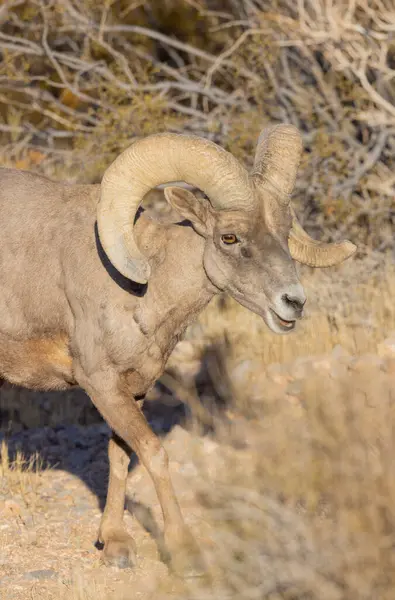 İtfaiye Vadisi 'nde kışın Nevada' da bir çöl koyunu.
