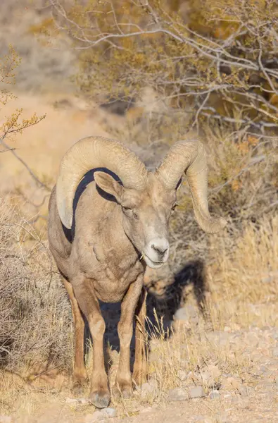 İtfaiye Vadisi 'nde kışın Nevada' da bir çöl koyunu.