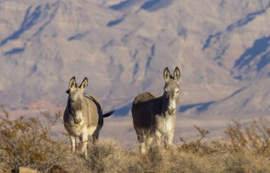 Nevada çölünde kışın vahşi eşekler