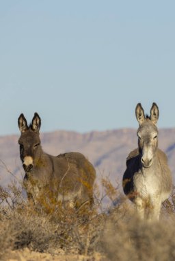 Nevada çölünde kışın vahşi eşekler