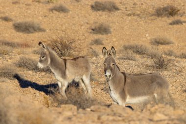 Nevada çölünde kışın vahşi eşekler
