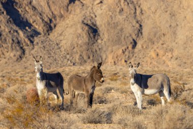 Nevada çölünde kışın vahşi eşekler