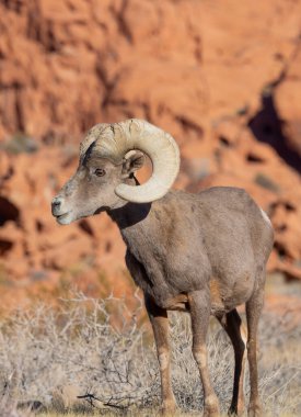 İtfaiye Vadisi 'nde kışın Nevada' da bir çöl koyunu.