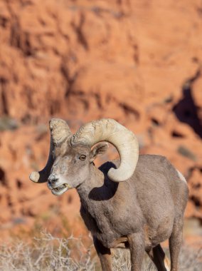 İtfaiye Vadisi 'nde kışın Nevada' da bir çöl koyunu.