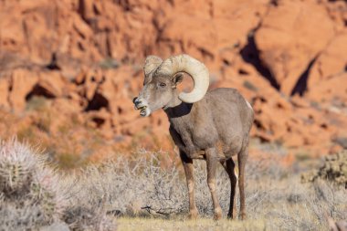 İtfaiye Vadisi 'nde kışın Nevada' da bir çöl koyunu.