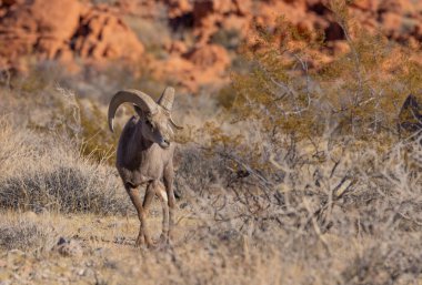 İtfaiye Vadisi 'nde kışın Nevada' da bir çöl koyunu.