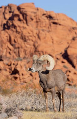 İtfaiye Vadisi 'nde kışın Nevada' da bir çöl koyunu.
