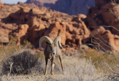 İtfaiye Vadisi 'nde kışın Nevada' da bir çöl koyunu.