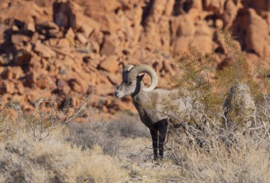 İtfaiye Vadisi 'nde kışın Nevada' da bir çöl koyunu.