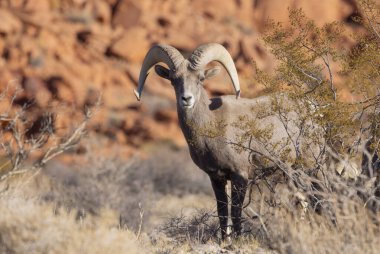İtfaiye Vadisi 'nde kışın Nevada' da bir çöl koyunu.
