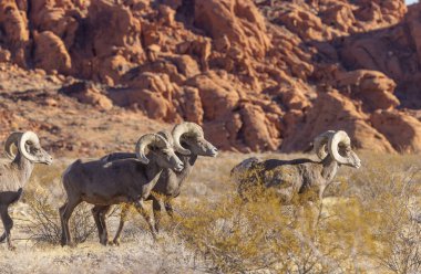 Kışın Nevada Çölü 'ndeki Ateş Vadisi Eyalet Parkı' nda çöl koyunları koçbaşı yapıyor.