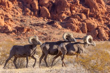 Kışın Nevada Çölü 'ndeki Ateş Vadisi Eyalet Parkı' nda çöl koyunları koçbaşı yapıyor.