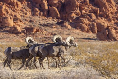 Kışın Nevada Çölü 'ndeki Ateş Vadisi Eyalet Parkı' nda çöl koyunları koçbaşı yapıyor.