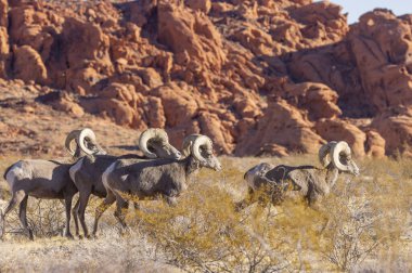 Kışın Nevada Çölü 'ndeki Ateş Vadisi Eyalet Parkı' nda çöl koyunları koçbaşı yapıyor.