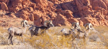 Kışın Nevada Çölü 'ndeki Ateş Vadisi Eyalet Parkı' nda çöl koyunları koçbaşı yapıyor.