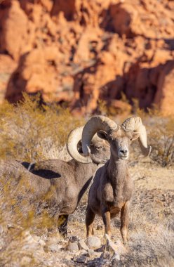 Kışın Nevada Çölü 'ndeki Ateş Vadisi Eyalet Parkı' nda çöl koyunları koçbaşı yapıyor.