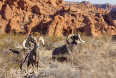 Kışın Nevada Çölü 'ndeki Ateş Vadisi Eyalet Parkı' nda çöl koyunları koçbaşı yapıyor.