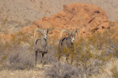 Kışın Nevada Çölü 'ndeki Ateş Vadisi Eyalet Parkı' nda çöl koyunları koçbaşı yapıyor.