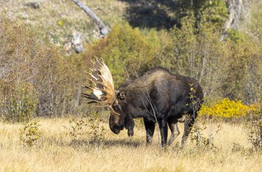 Grand Teton Ulusal Parkı Wyoming 'de sonbaharda bir geyik.