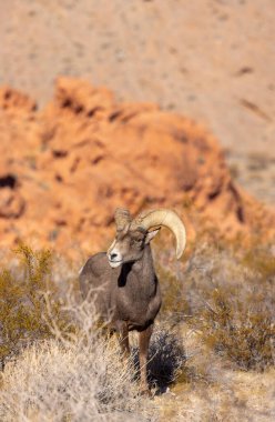 İtfaiye Vadisi 'nde kışın Nevada' da bir çöl koyunu.