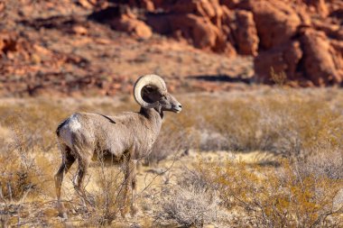 İtfaiye Vadisi 'nde kışın Nevada' da bir çöl koyunu.