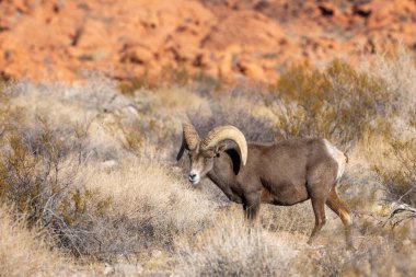 İtfaiye Vadisi 'nde kışın Nevada' da bir çöl koyunu.