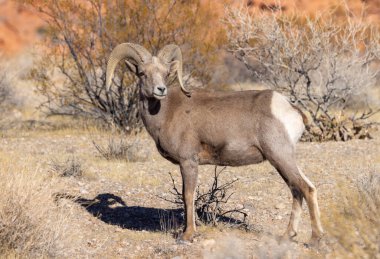 İtfaiye Vadisi 'nde kışın Nevada' da bir çöl koyunu.