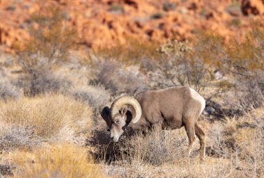 İtfaiye Vadisi 'nde kışın Nevada' da bir çöl koyunu.