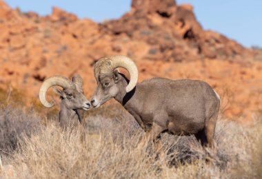 Kışın Nevada çölünde çöl koyunları.