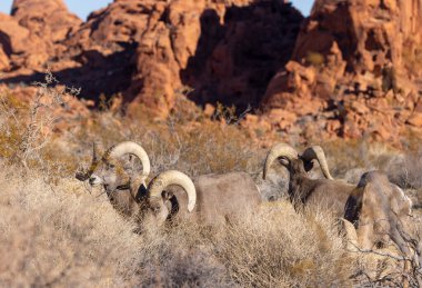 Kışın Nevada çölünde çöl koyunları.