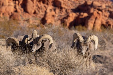 Kışın Nevada çölünde çöl koyunları.