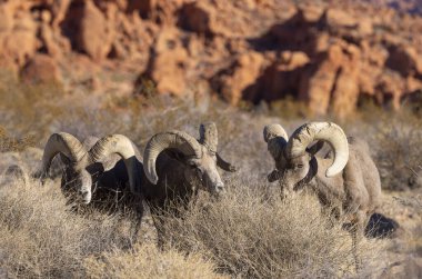 Kışın Nevada çölünde çöl koyunları.