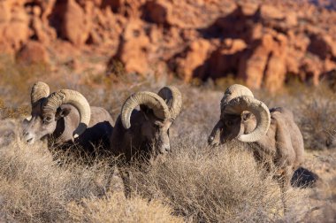 Kışın Nevada çölünde çöl koyunları.