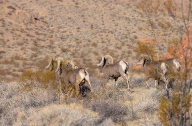 Kışın Nevada çölünde çöl koyunları.