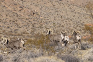 Kışın Nevada çölünde çöl koyunları.