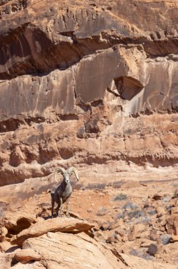 Nevada Çölü 'nde kışın bir çöl koyunu arabası.