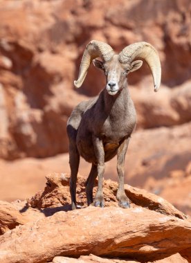 Nevada Çölü 'nde kışın bir çöl koyunu arabası.