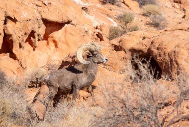 Nevada Çölü 'nde kışın bir çöl koyunu arabası.