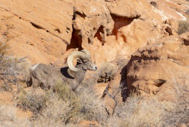 Nevada Çölü 'nde kışın bir çöl koyunu arabası.