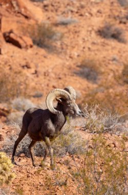 Nevada Çölü 'nde kışın bir çöl koyunu arabası.