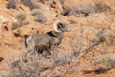 Nevada Çölü 'nde kışın bir çöl koyunu arabası.