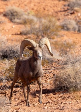 Nevada Çölü 'nde kışın bir çöl koyunu arabası.